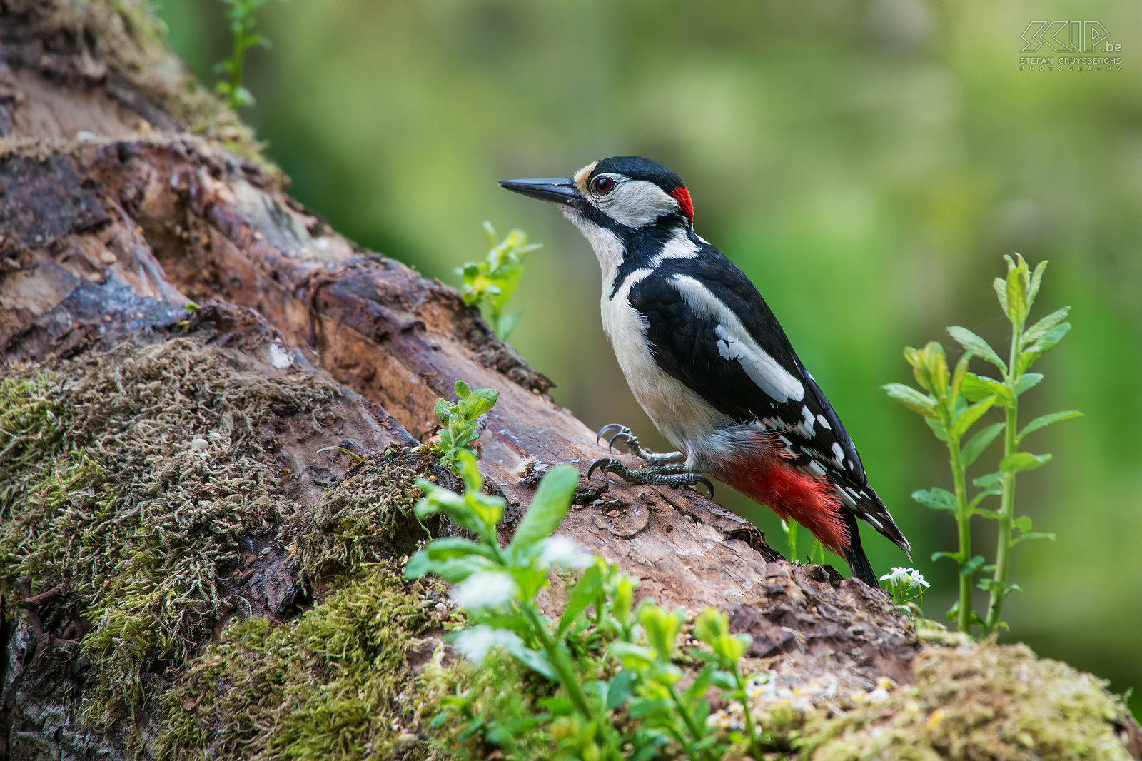 Birds - Great spotted woodpecker Male great spotted woodpecker (Dendrocopos major). The male has a red patch on the back, the female is fully black. Stefan Cruysberghs